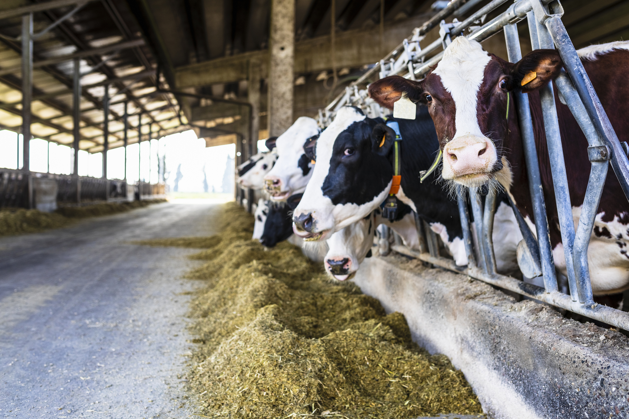 Dairy farm