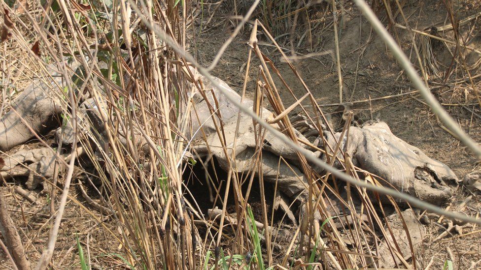 मरेको गैँडाको अवशेष