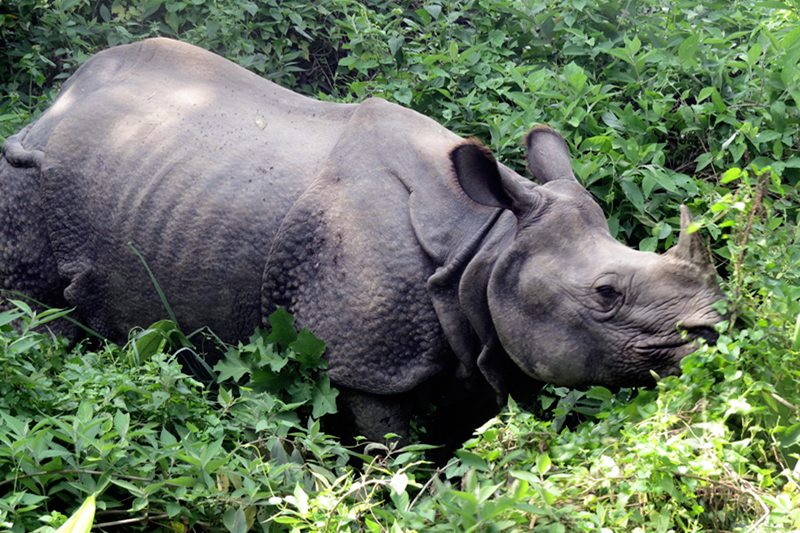 चितवनको गैँडा 