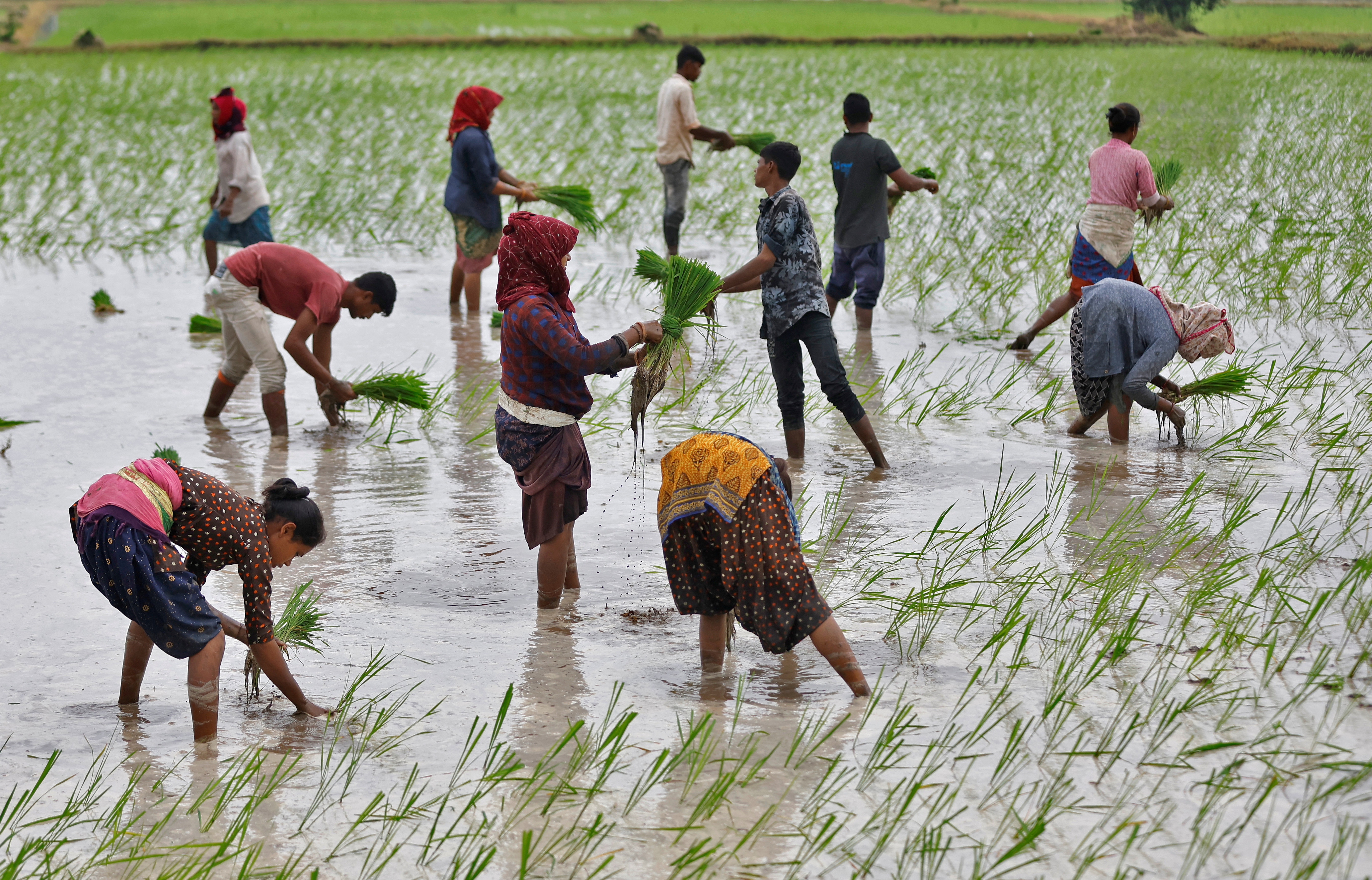 भारतमा किसानहरू रोपाइँ गर्दै 