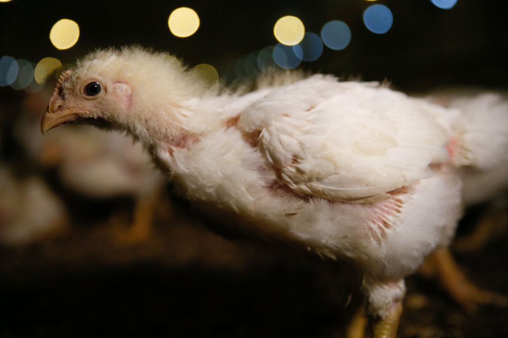 Un pollo de engorde en una granja 