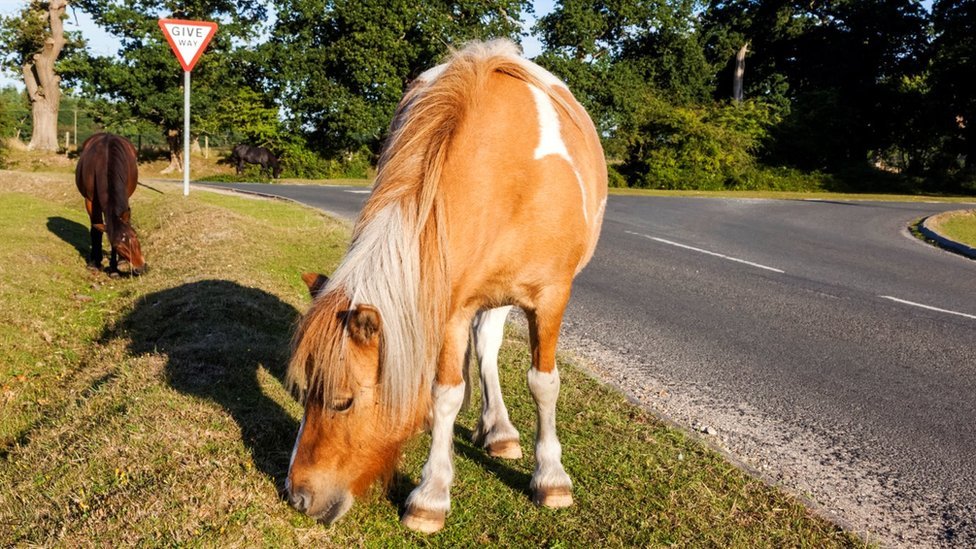 New Forest Pony