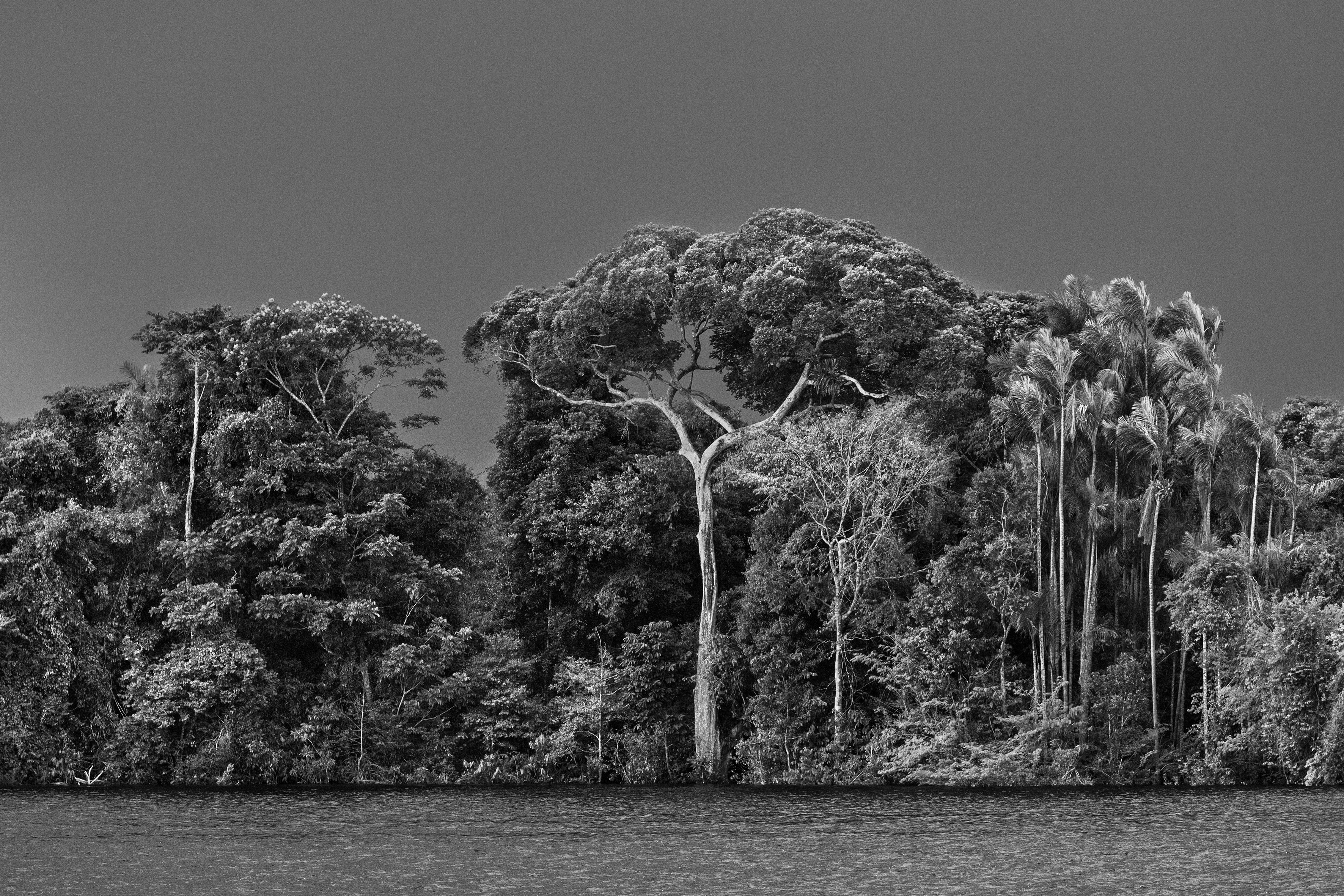 Um igapó no arquipélago Anavilhanas, baixo Rio Negro, Amazonas, 2019