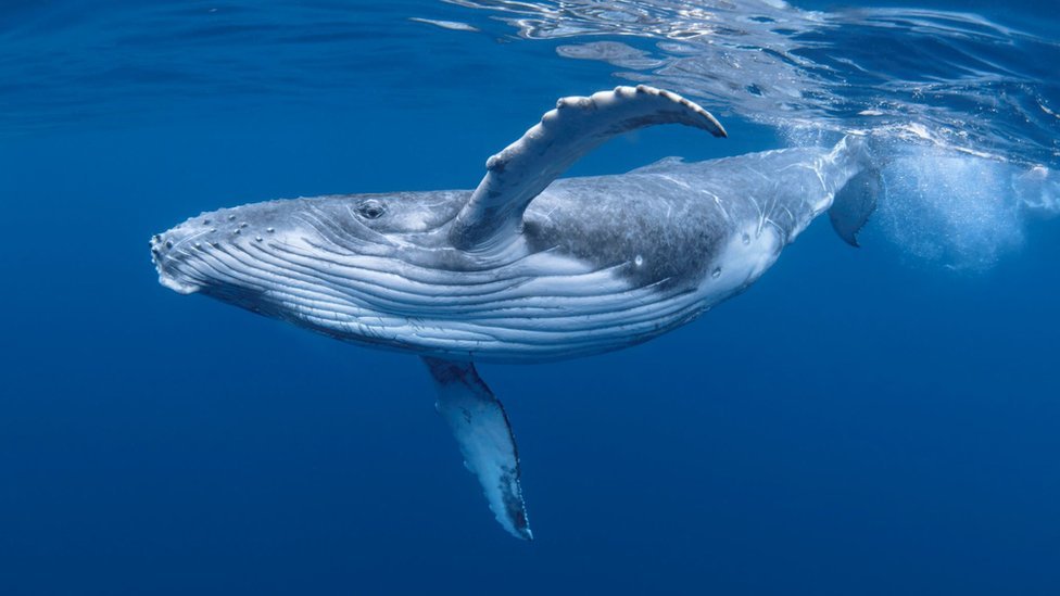 A young humpback whale swimming in blue water.