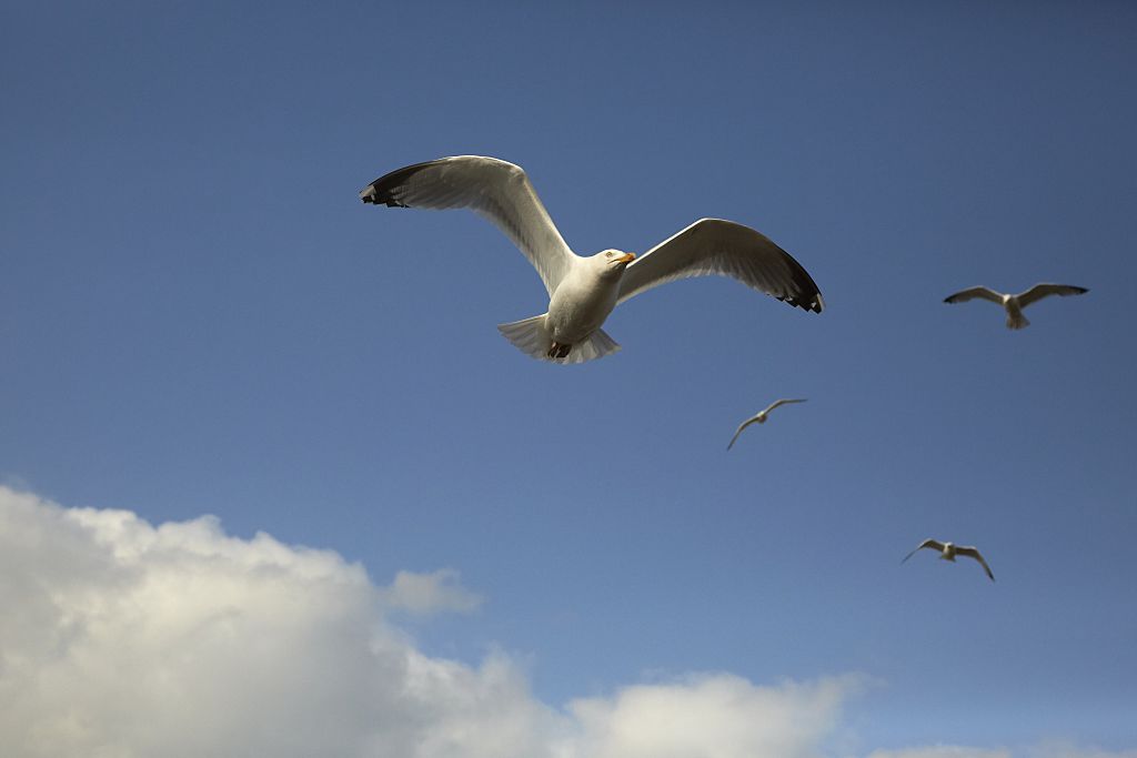 Seagulls in the sky