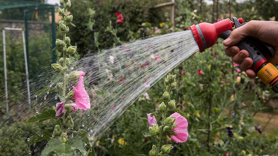 Hose in garden