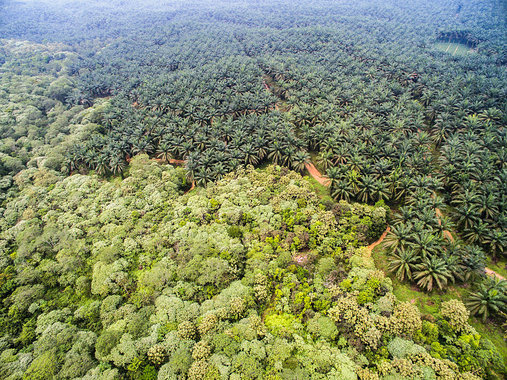 Indonesia forest - deforestation