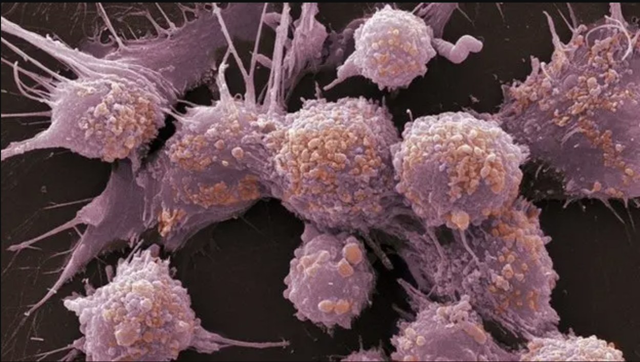 Интернетте терезелерді қарау