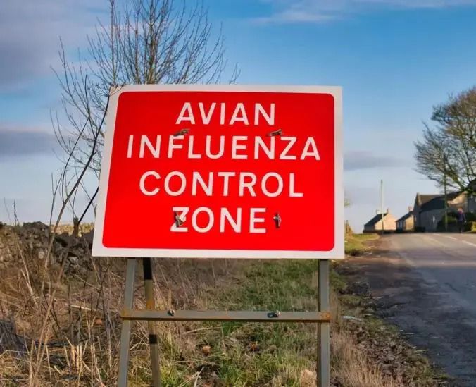 Парранда гриппи