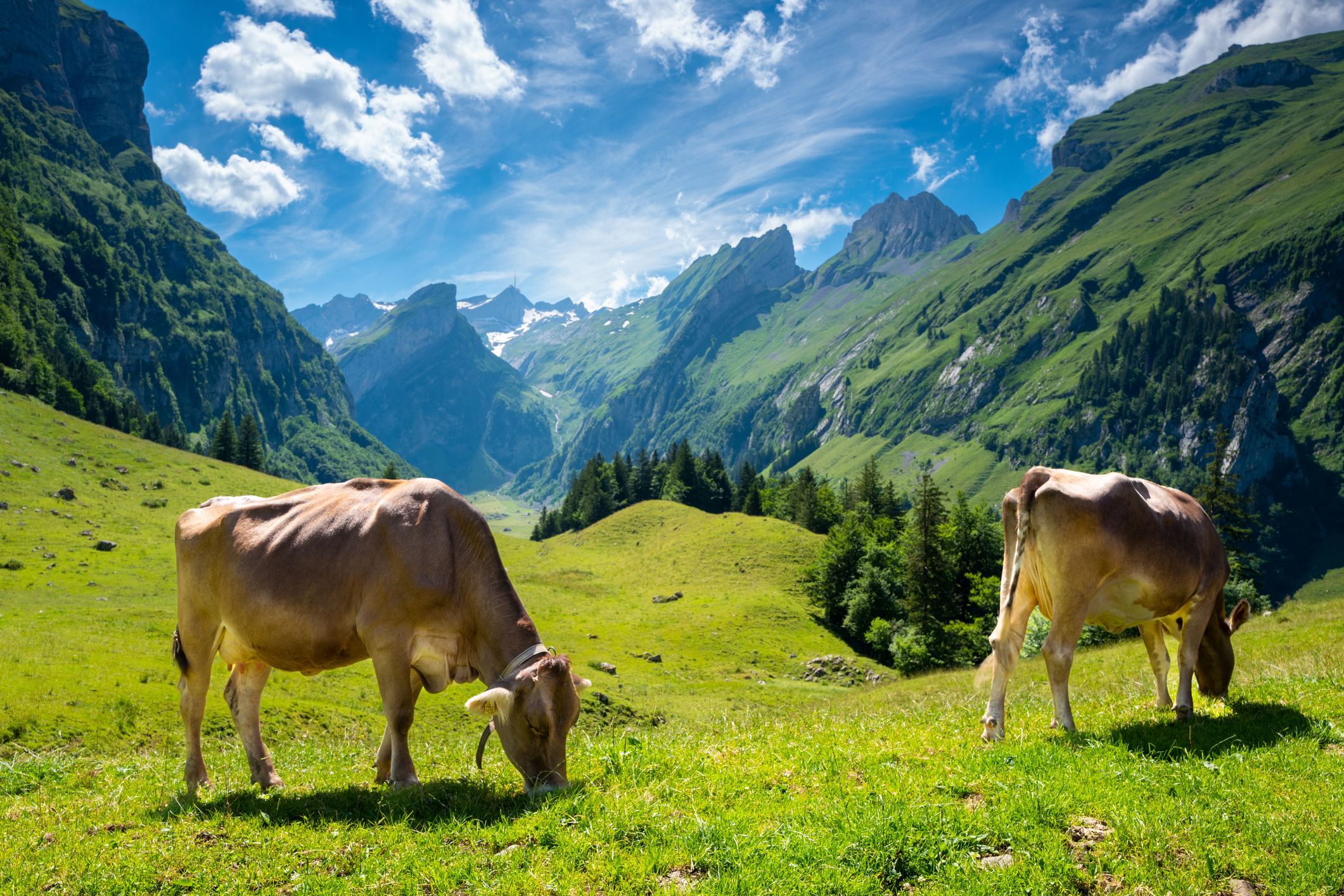 Vacas pastando ao pé dos Alpes suíçosestrela no bet Epenalp