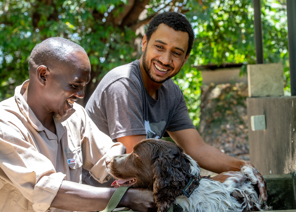 Dog handlers washing a springer spaniel in East Africa
