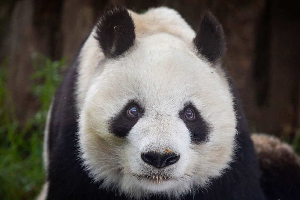 Panda del zoológico de Chapultepec, Ciudad de México.