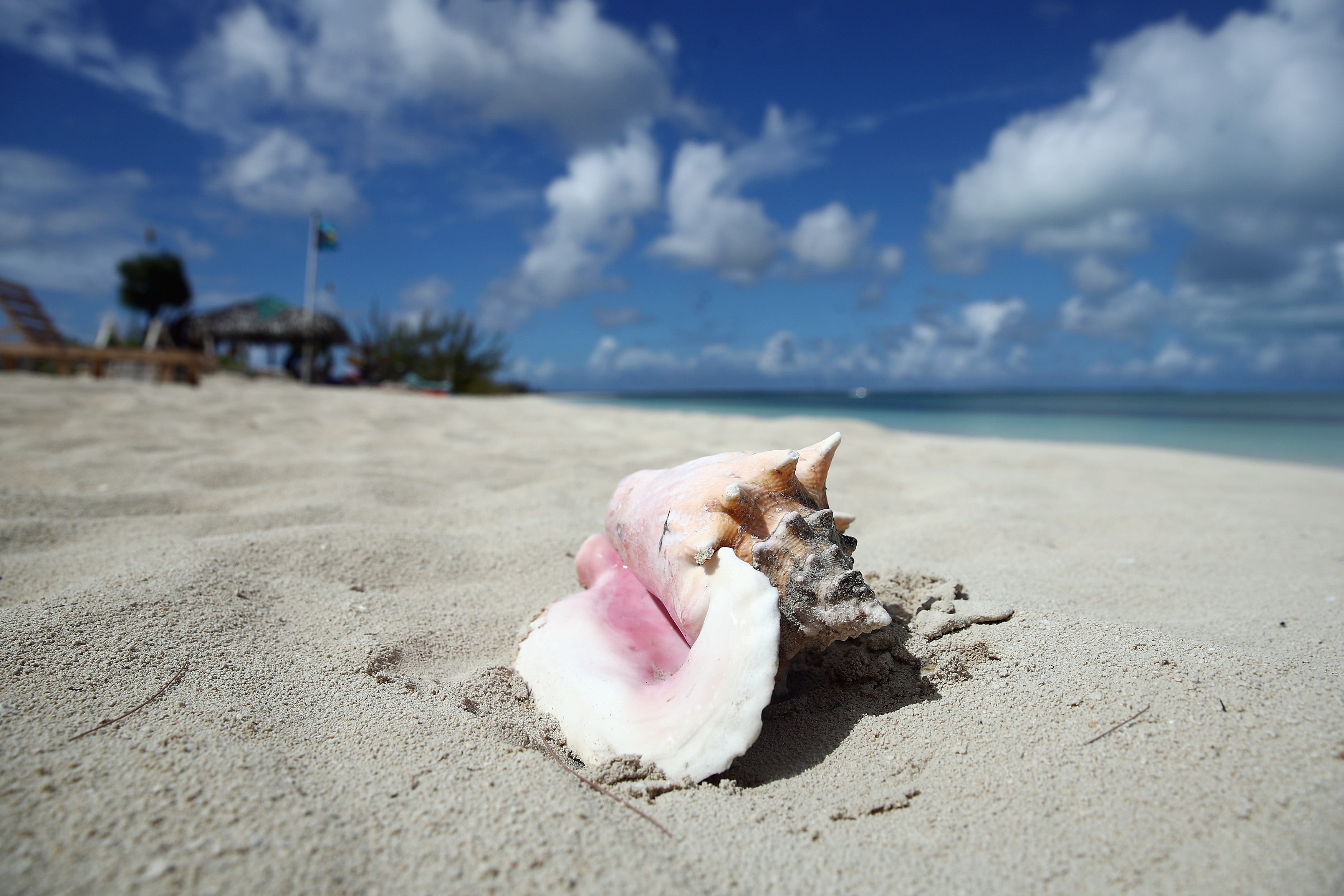 A shell lies on a white sand beach in this glamour shot of the Bahamas