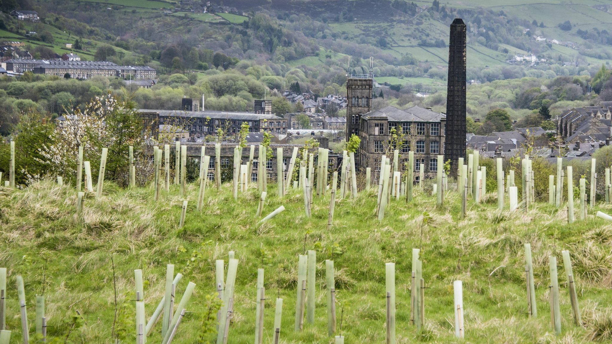 Tree planting
