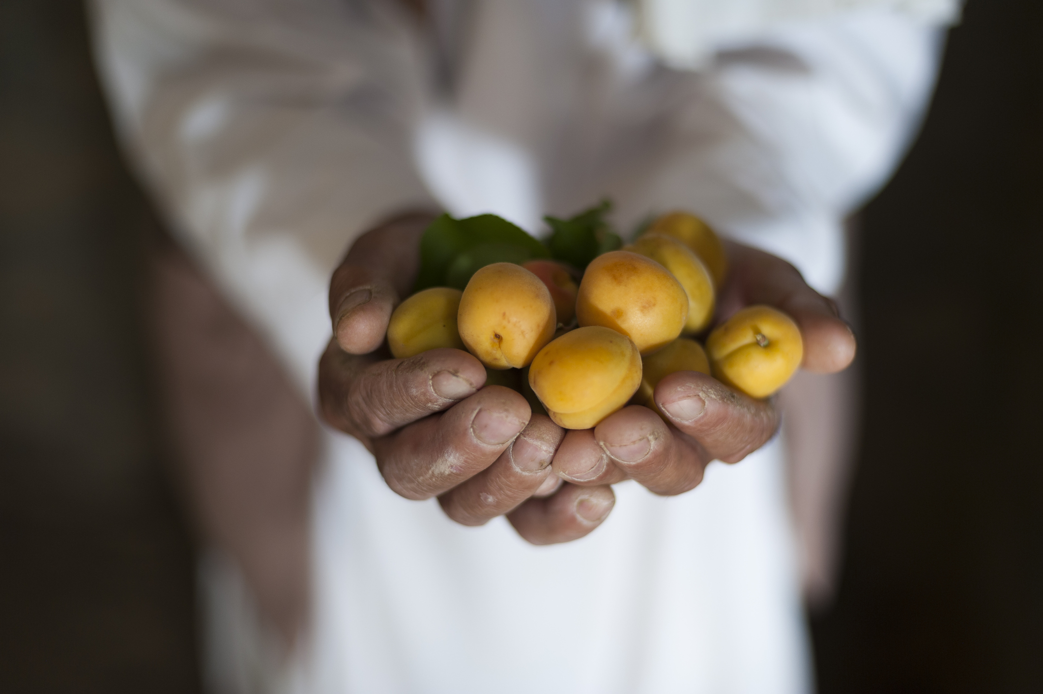 Manos de un hombre inclinado con frutas en la mano