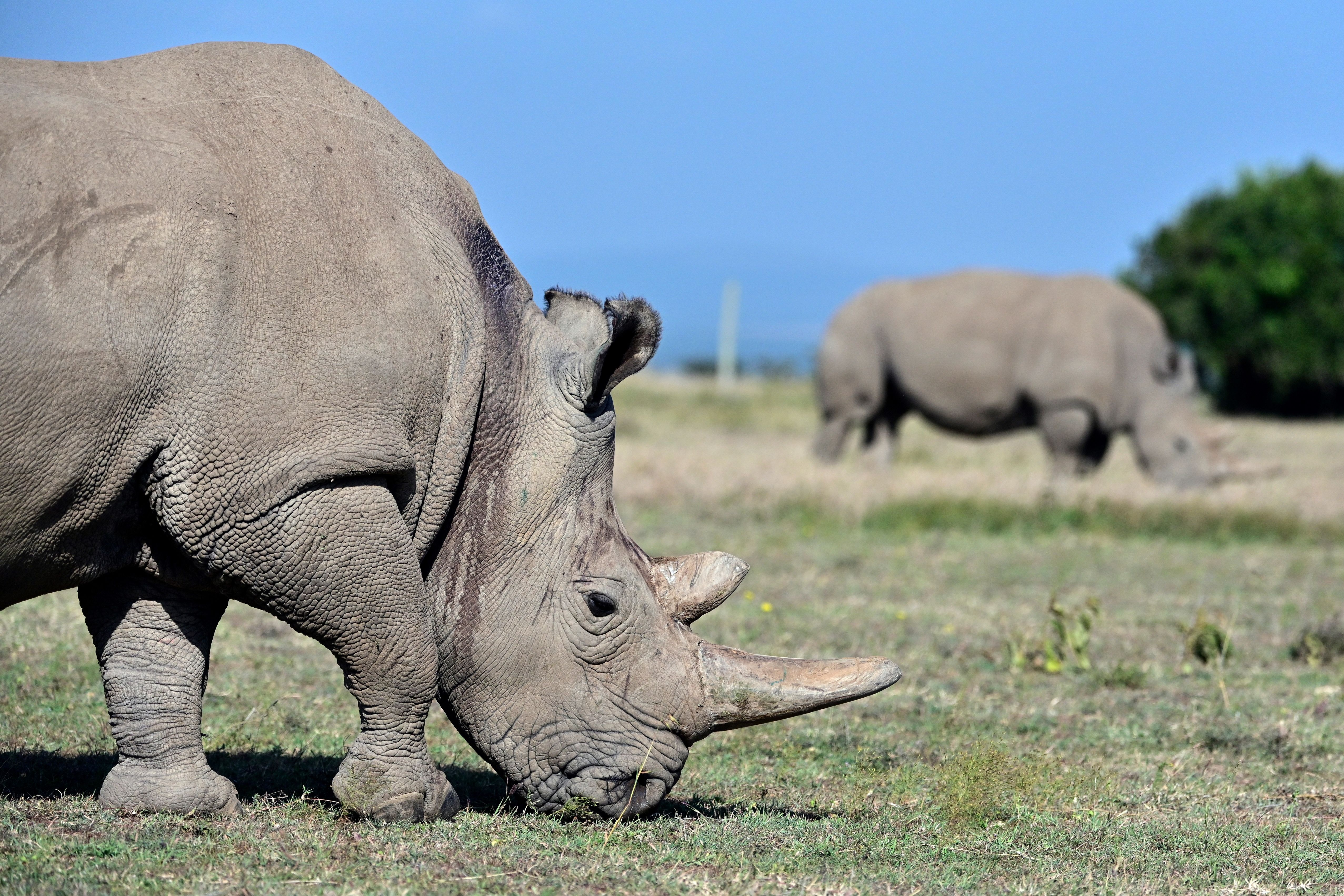 Northern white rhinos in Kenya