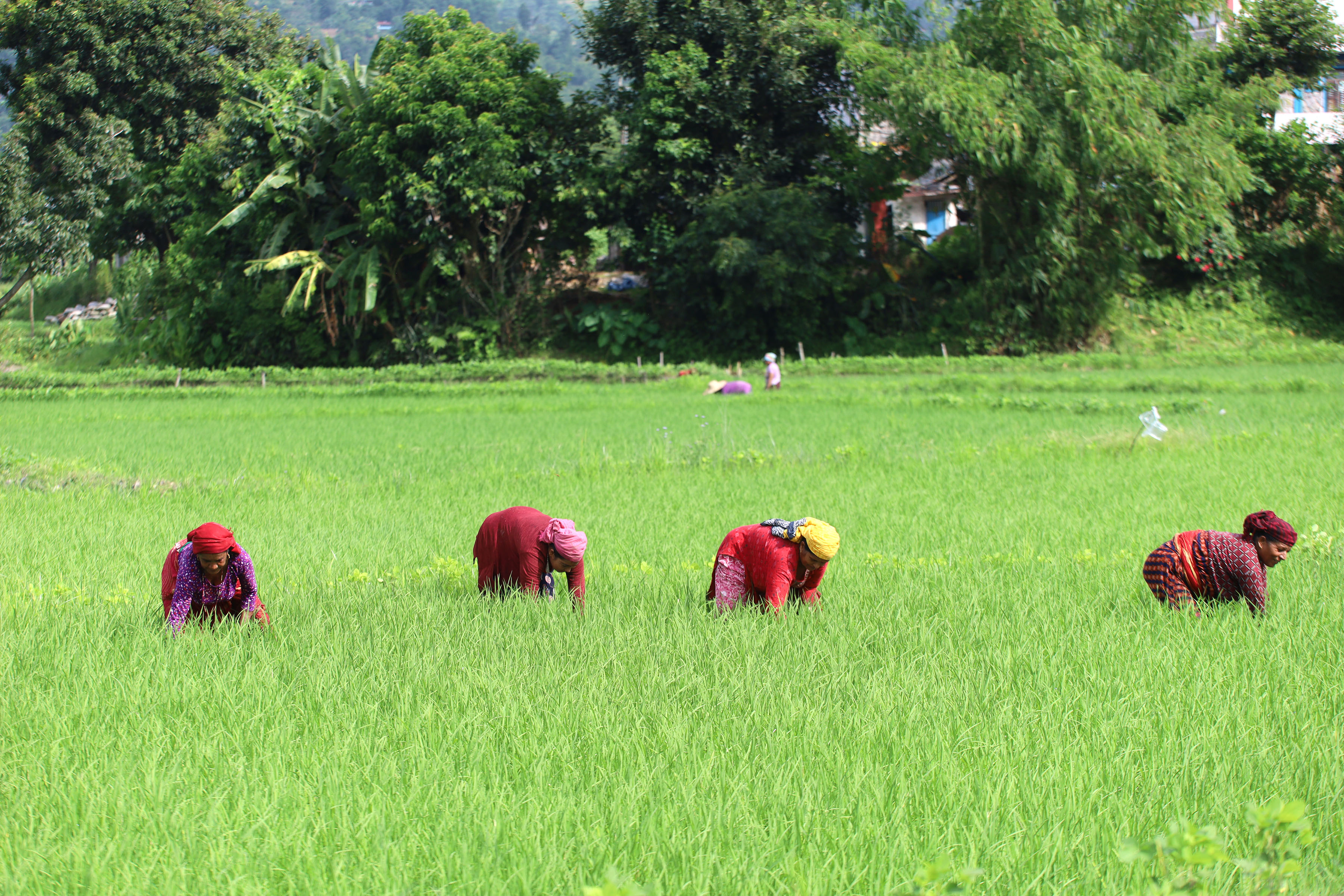 धान खेतमा किसान