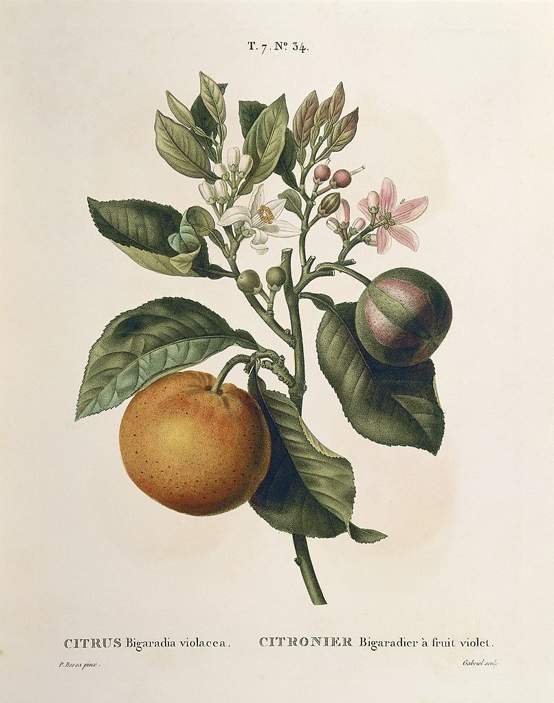 Imagen botánica antigua