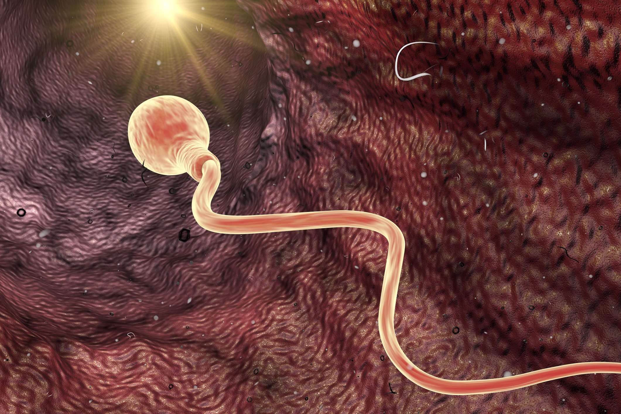 Spermatozoid