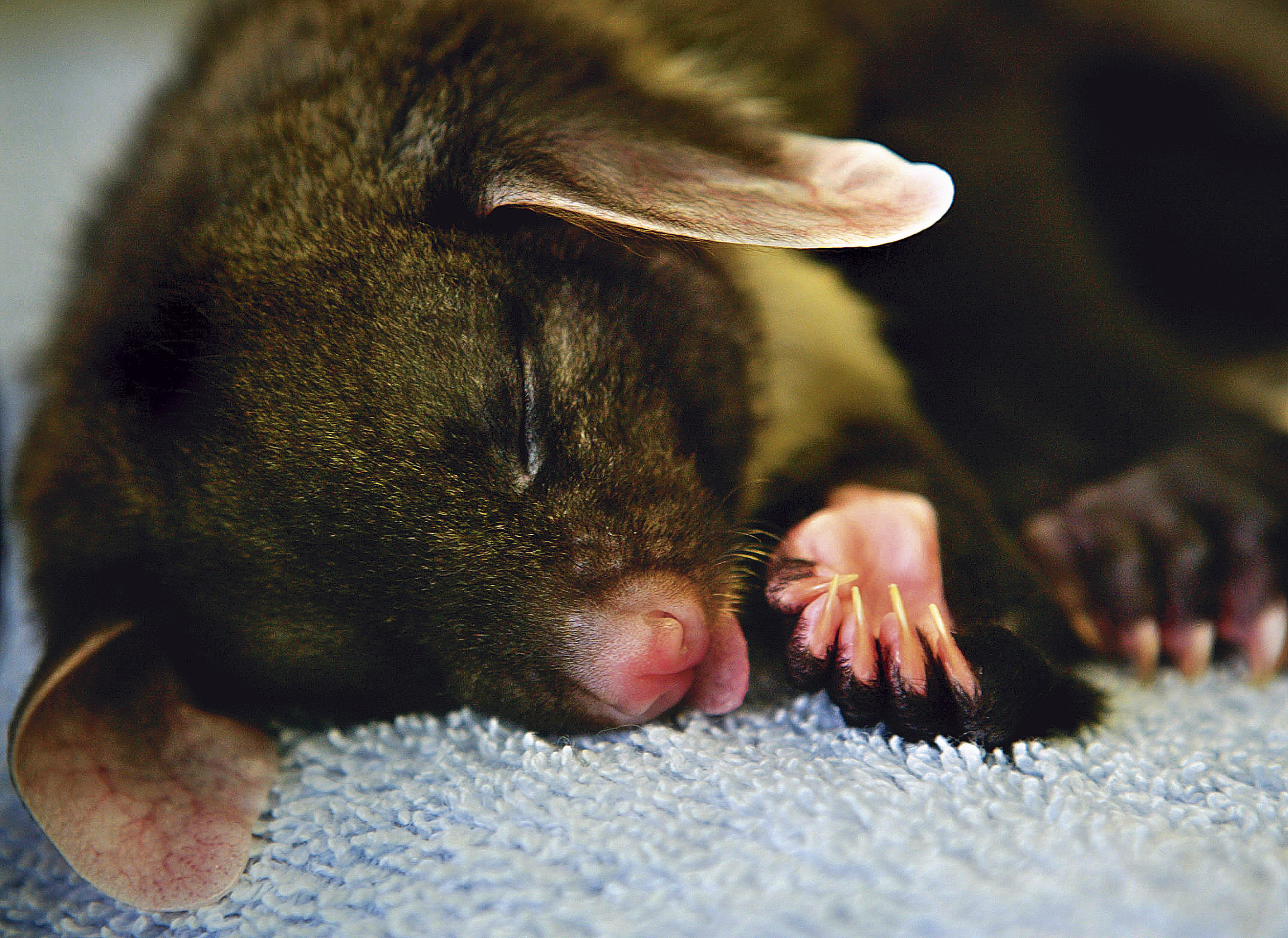 Yellow-bellied glider