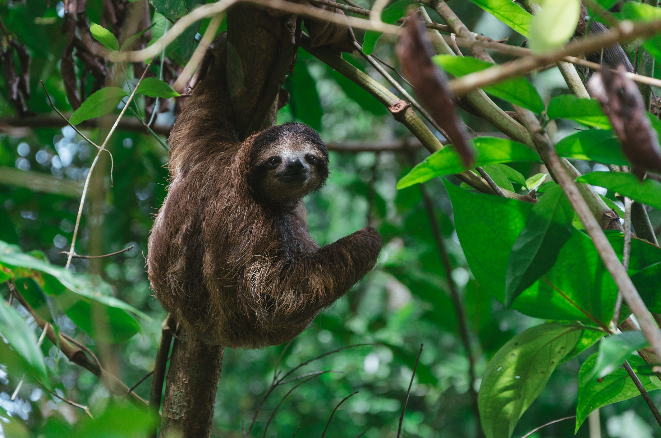 Bicho preguiça na Costa Rică