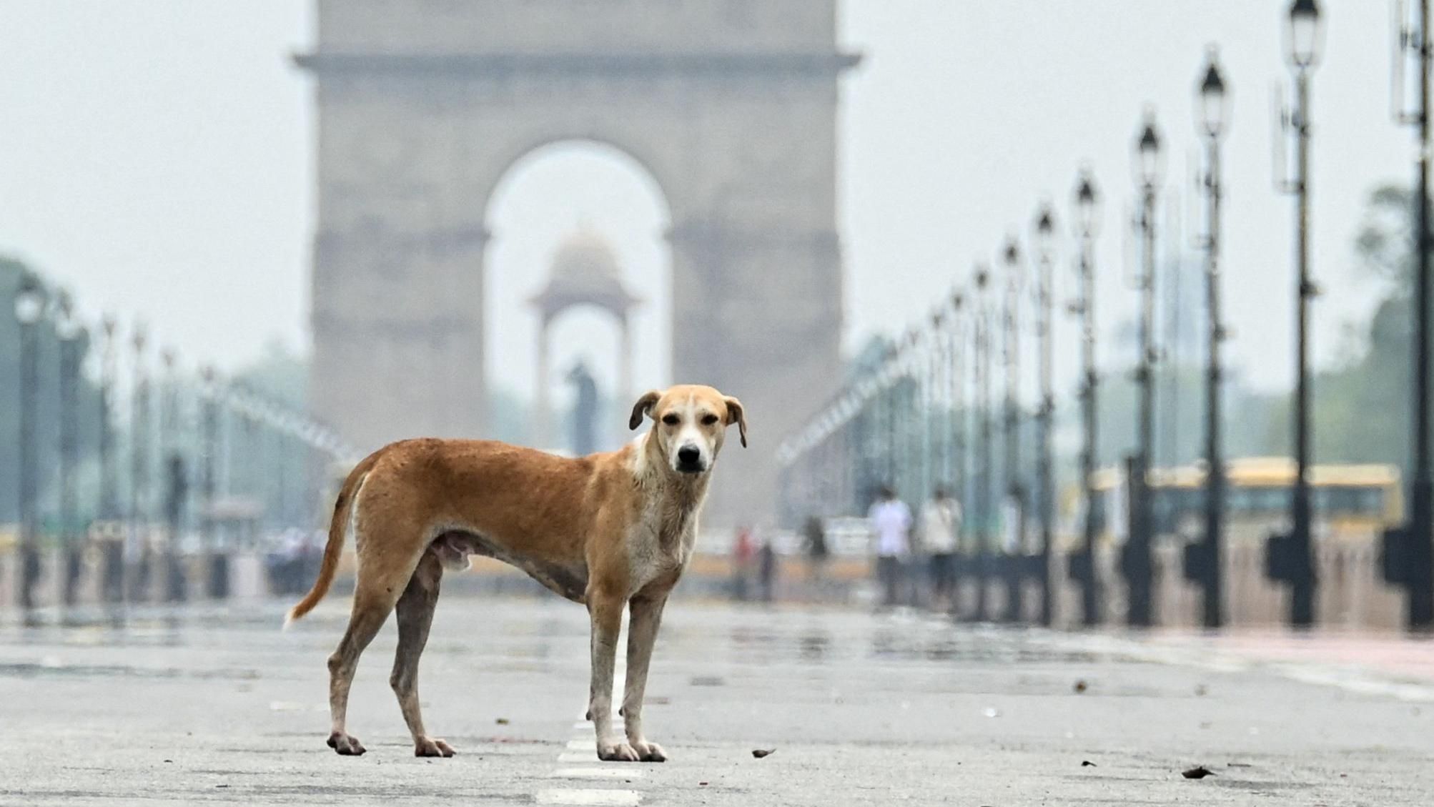 Stray Dog In India