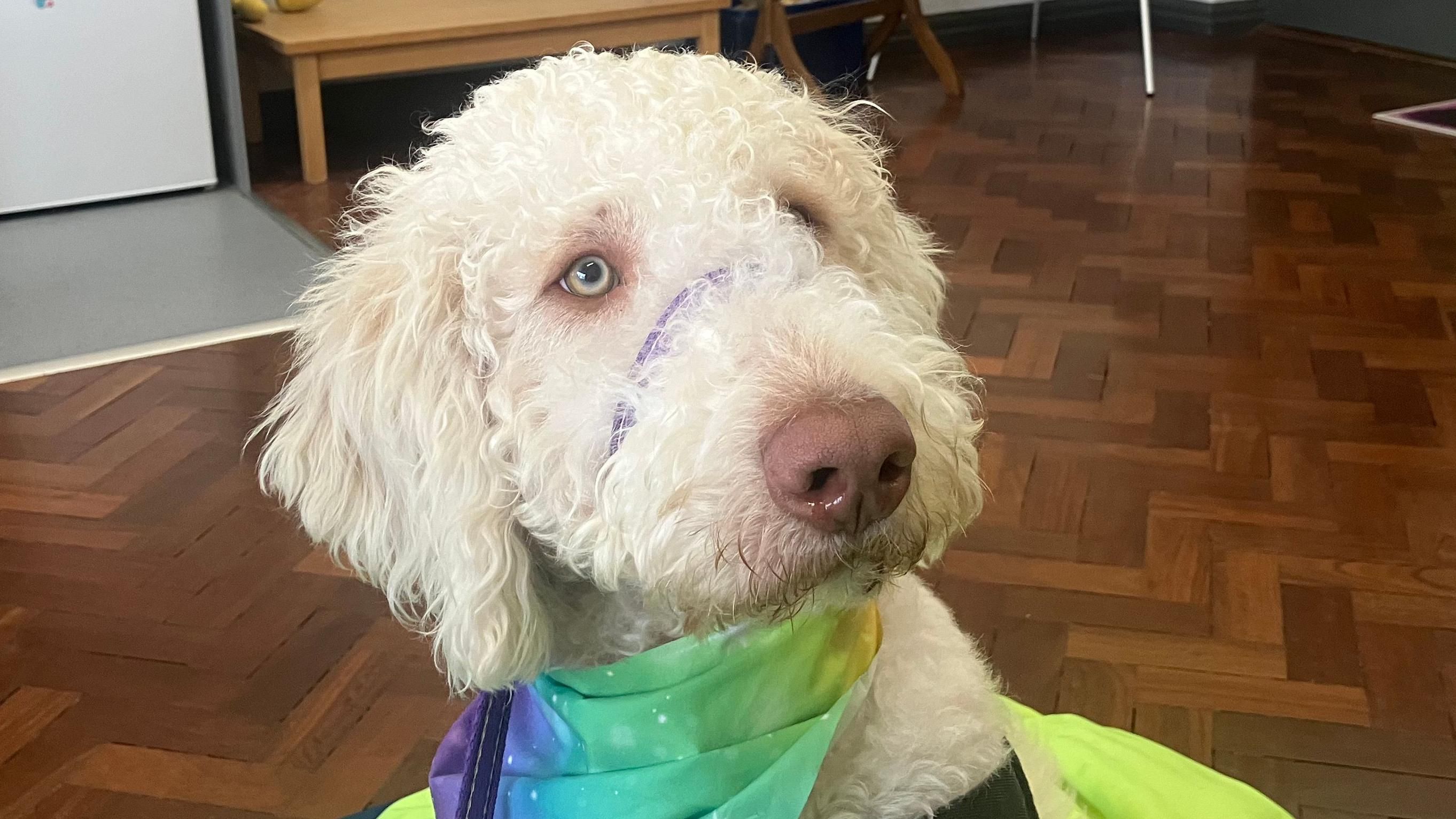 Meet Scooby, the school therapy dog helping kids feel relaxed