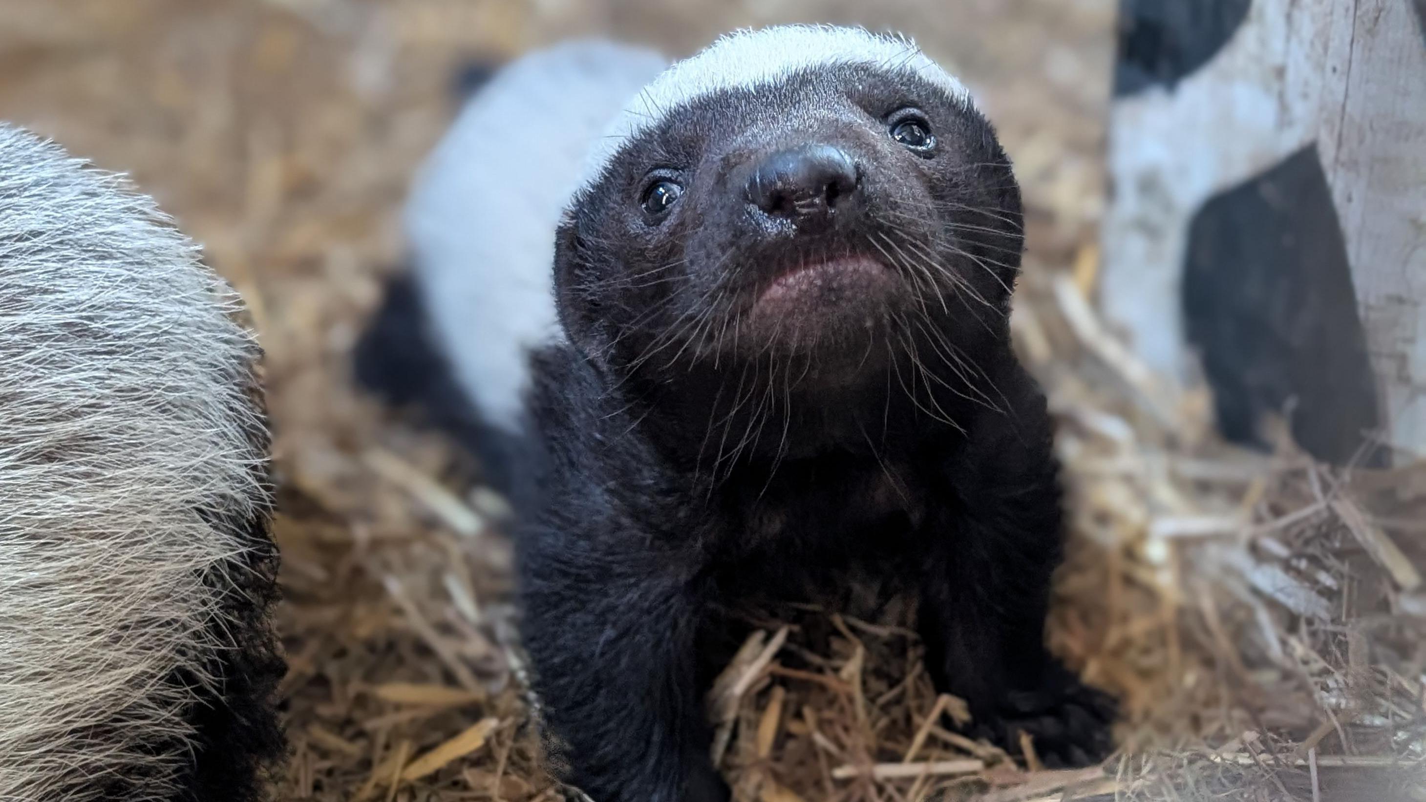 Baby honey badger can be seen at Devon zoo for first time