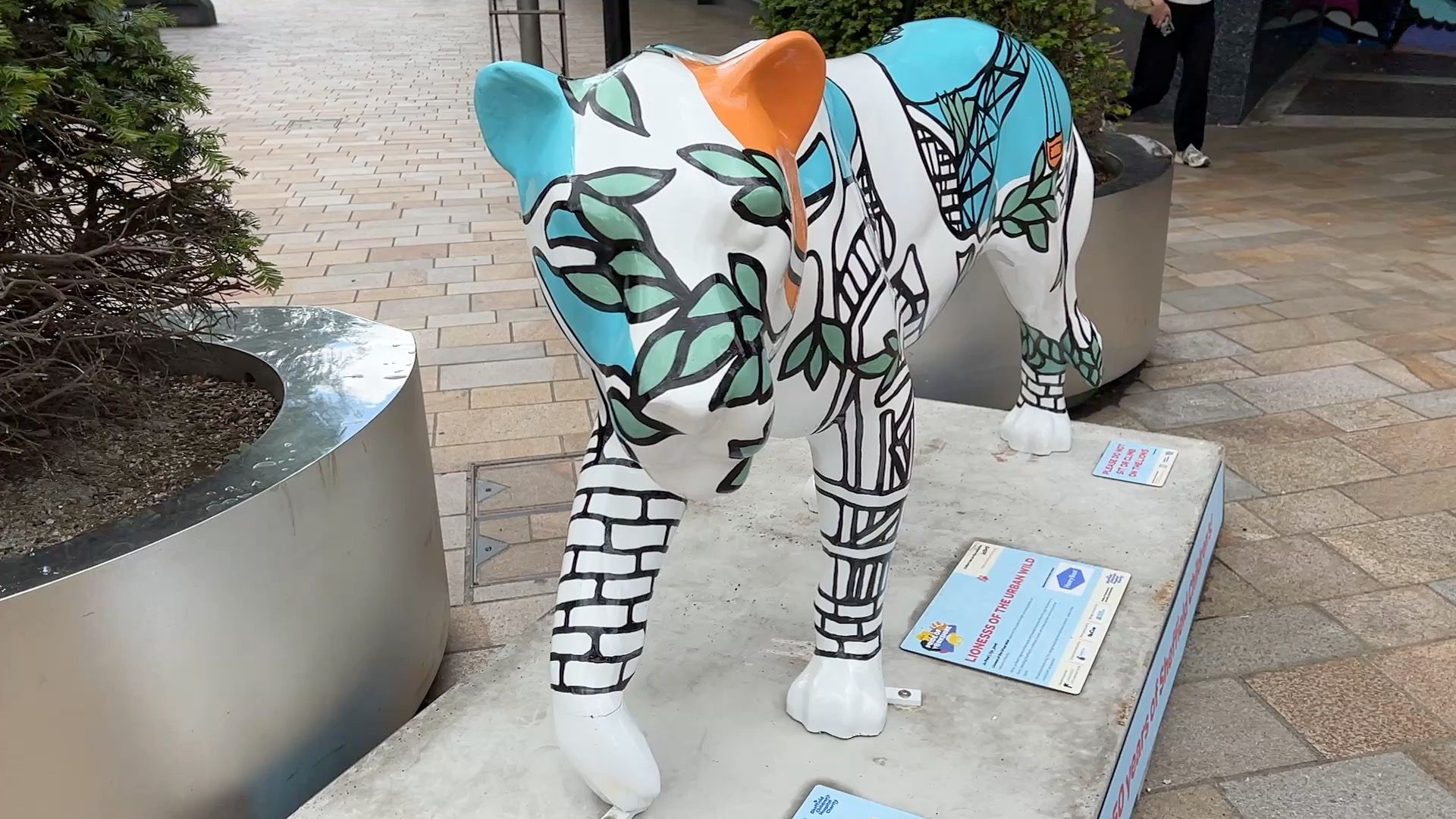Why is this pride of lions on the prowl in South Yorkshire?