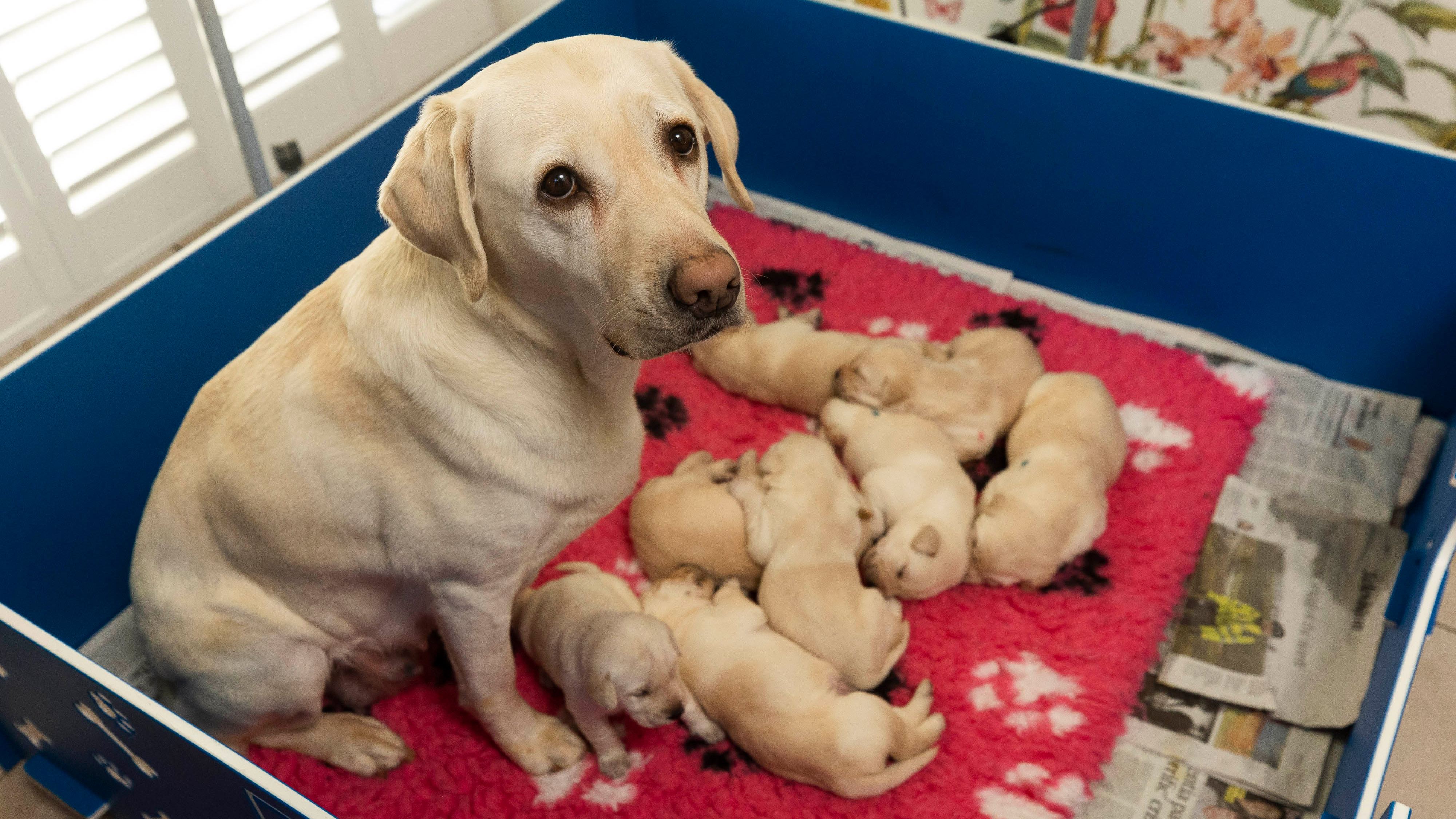 Guide dog puppies for clearance sale