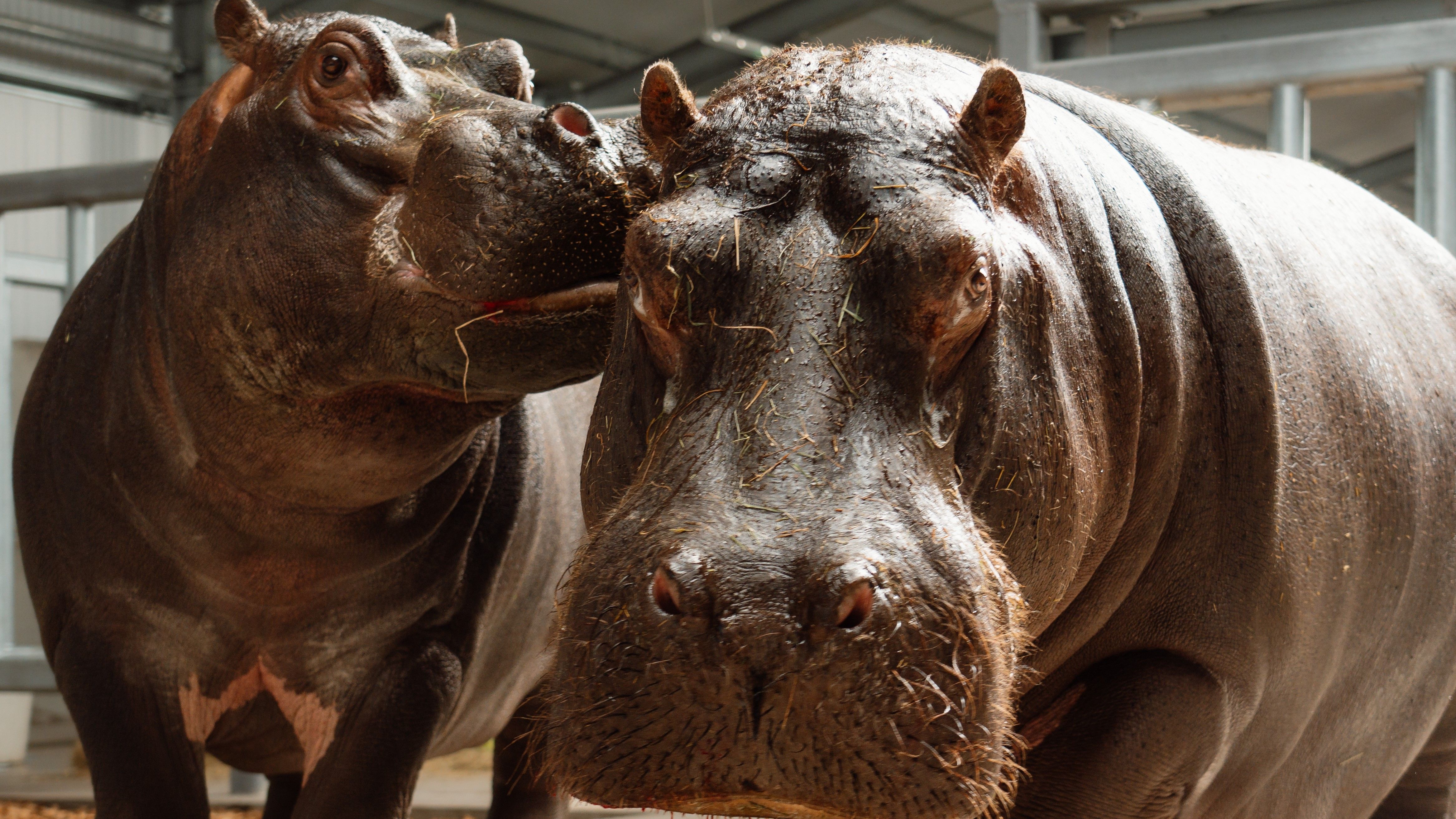 New hippos 'vital' to Longleat Safari Park's conservation plan