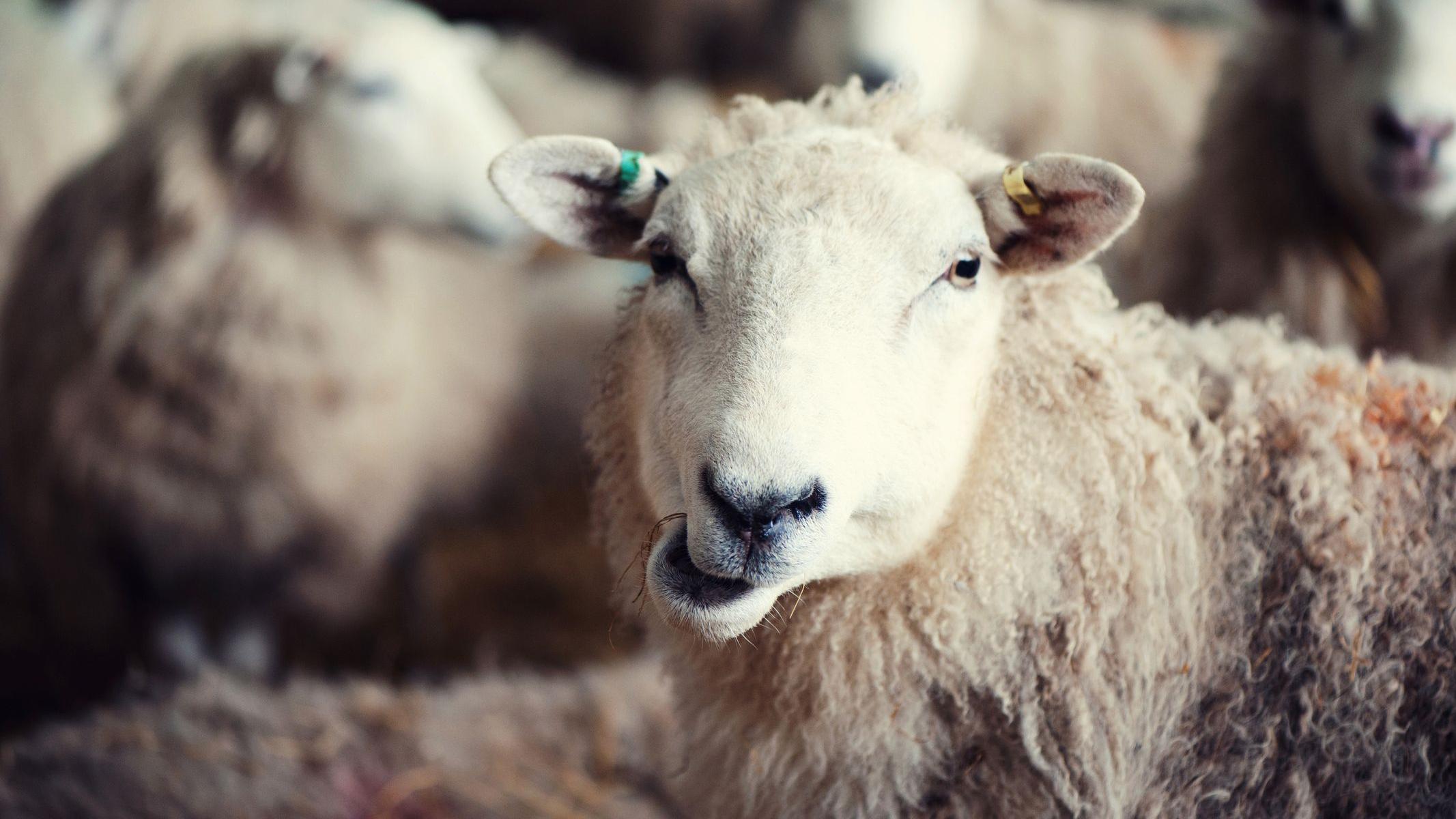 Why Sheep? ‎– Sampling Concerto af5a7020-76c5-11f0-ad1a-