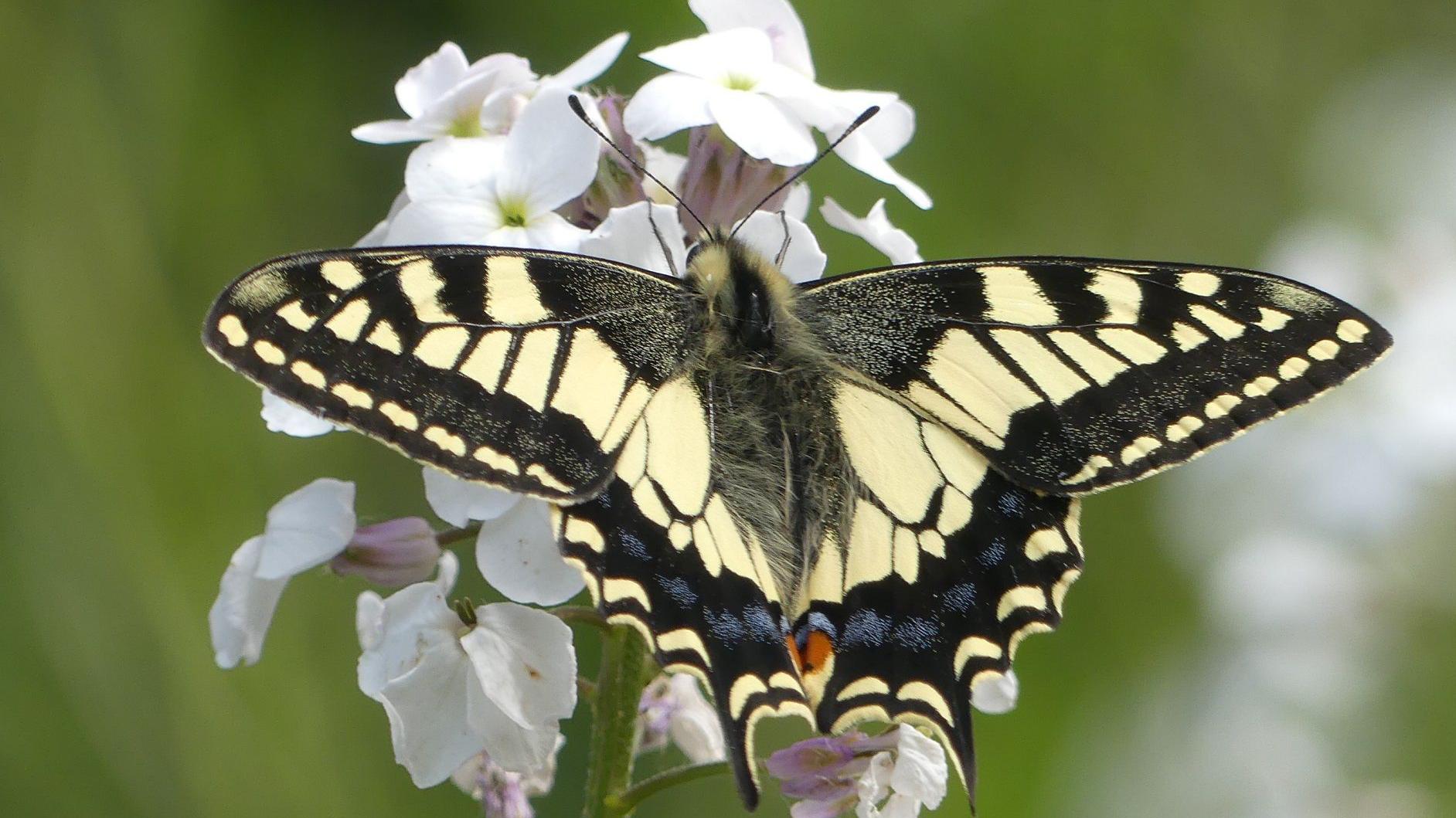 C6 Swallowtail Butterfly in fine peltro inglese su un serpente