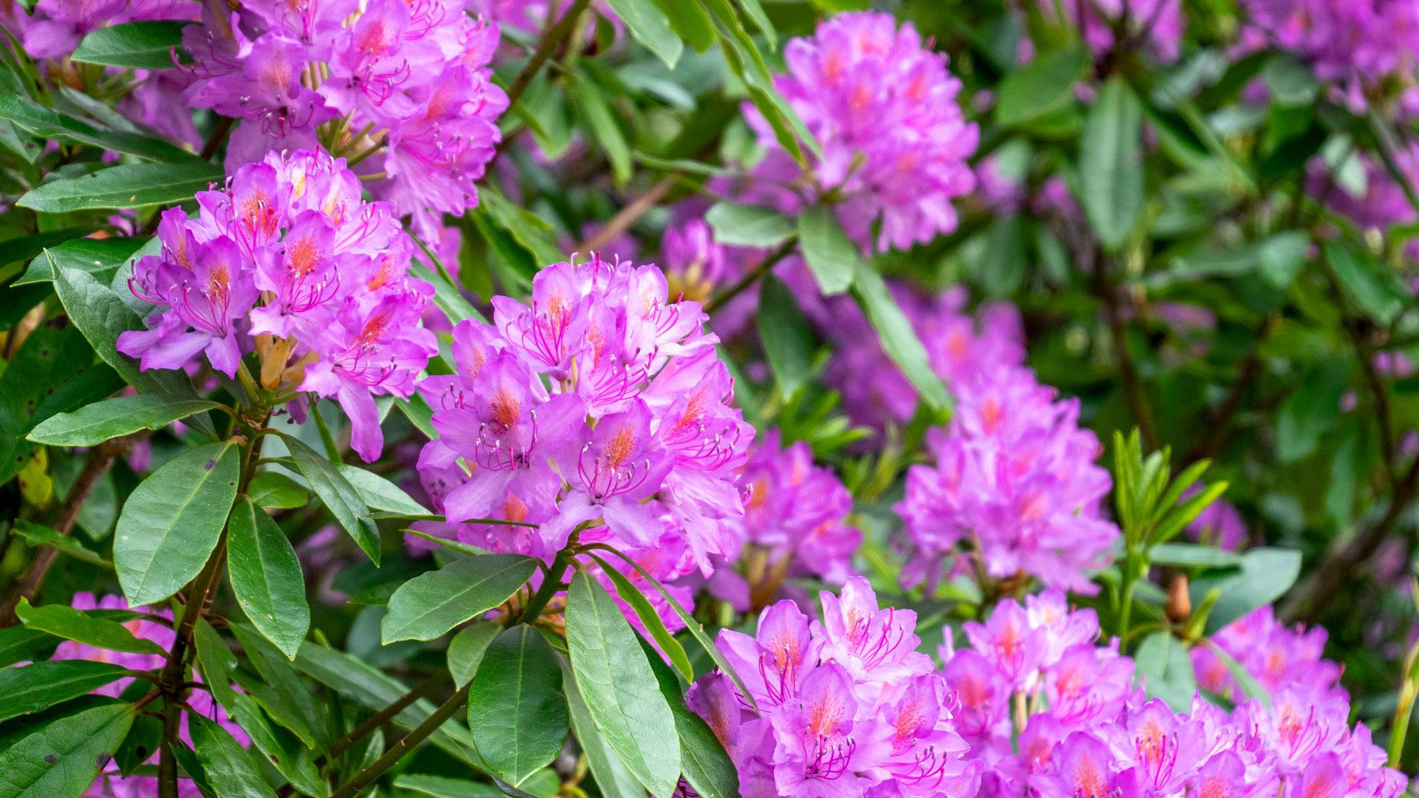 rhododendron star style Buy Rhododendron Azalea Starstyle Mix Online main image 0