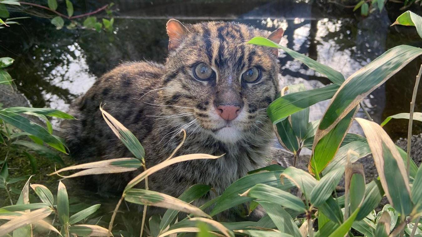 Rare fishing cat at Isle of Man wildlife park dies