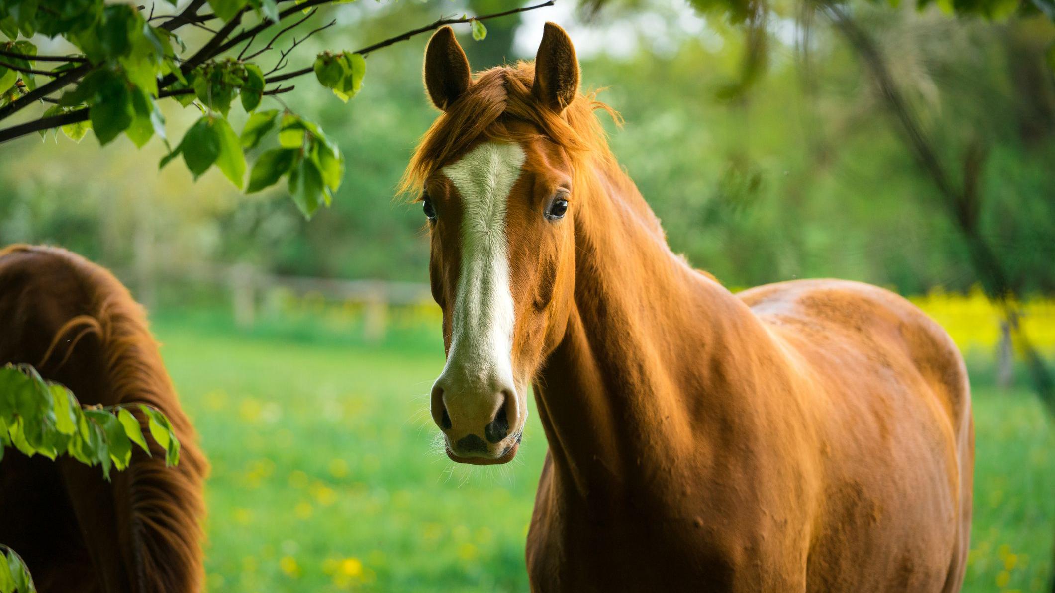 Horses are smart enough to plan and strategise, new study shows