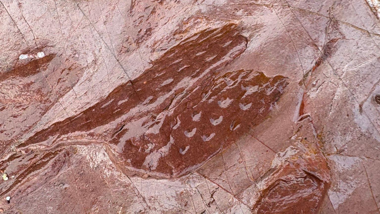 Ancient tree fossil evidence of Torbay's volcanic islands