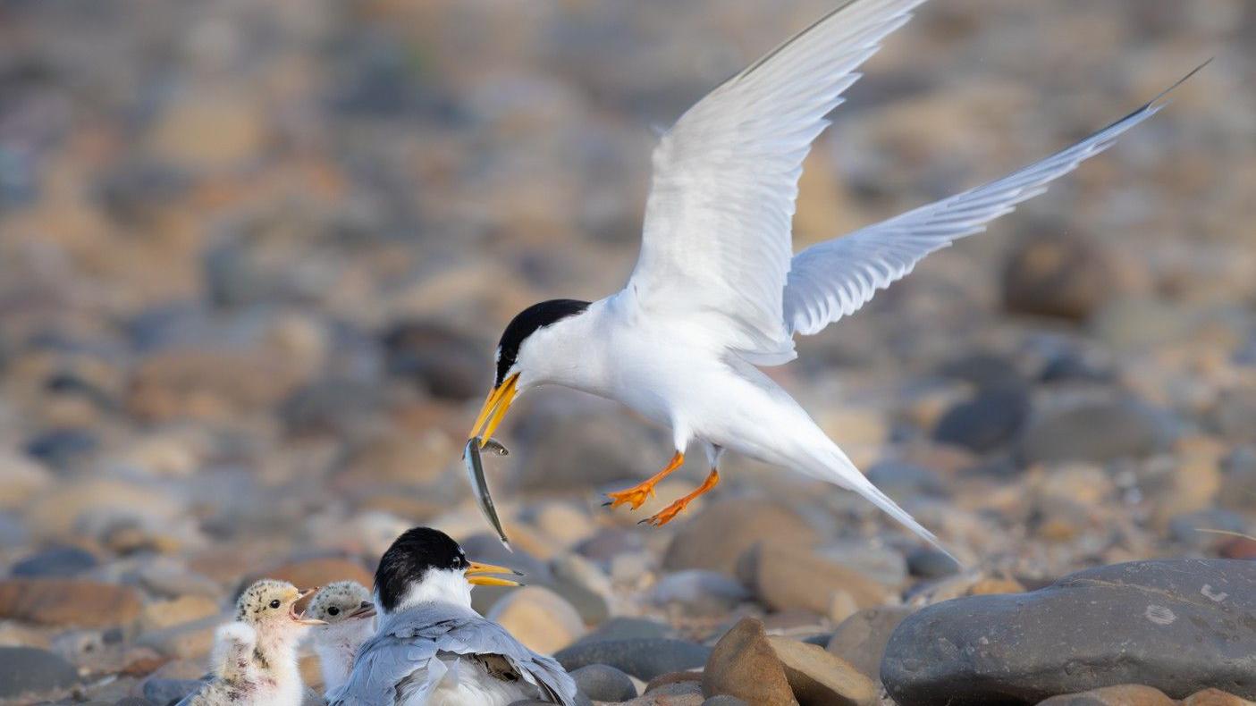 Seaton Carew little terns return to begin nesting season