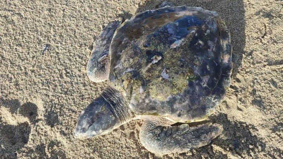 Anglesey: Rare turtle washes up in Wales 4,000 miles from home