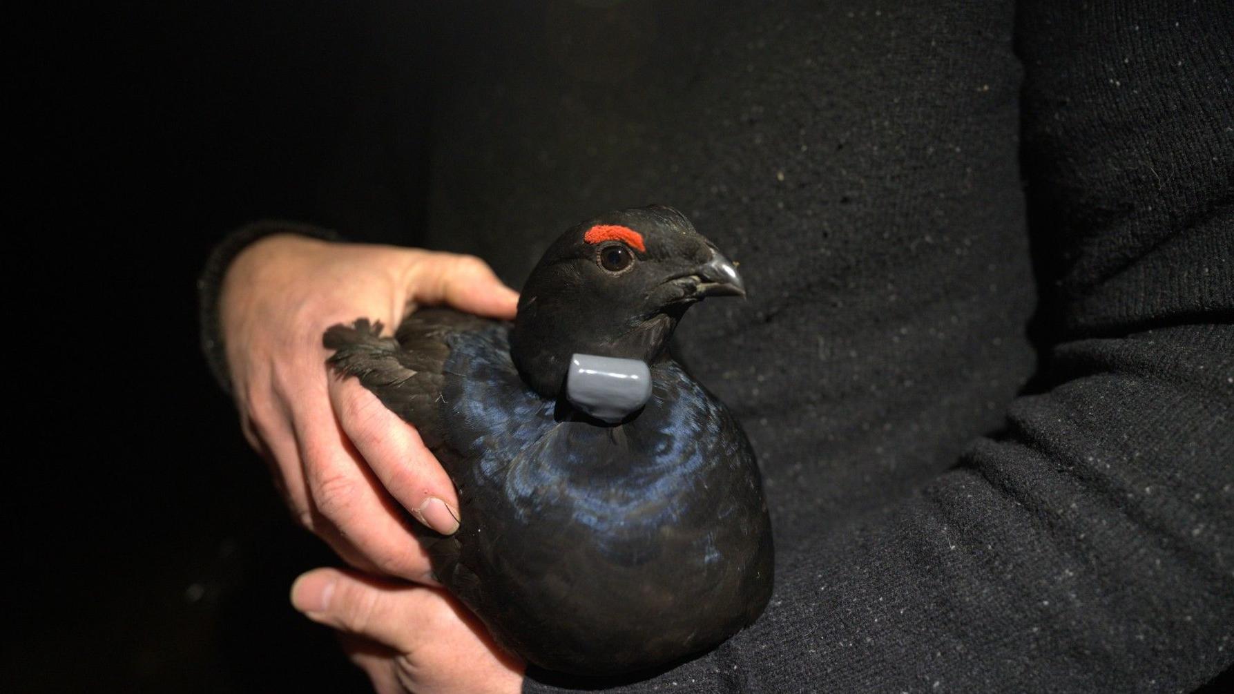 THE  GROUSE & THE BLACK GROUSE セット 081206602132.jpg