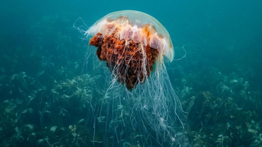 How afraid should we be of Scotland's jellyfish? - BBC News