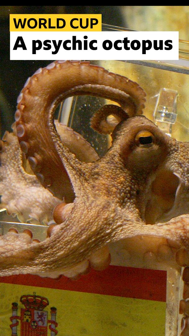 Why this octopus received death threats