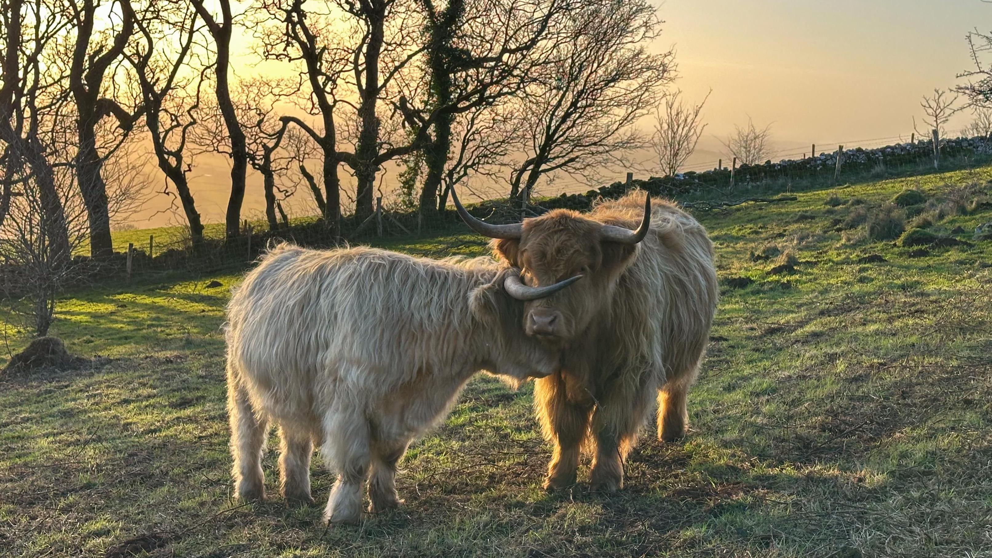 Somerset in Pictures: Blue skies, cows and Crufts