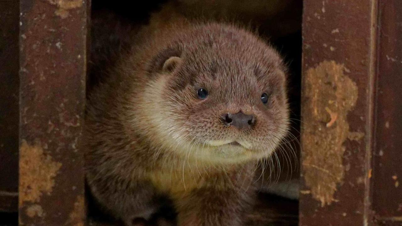 Crying baby otter rescued by Ipswich river