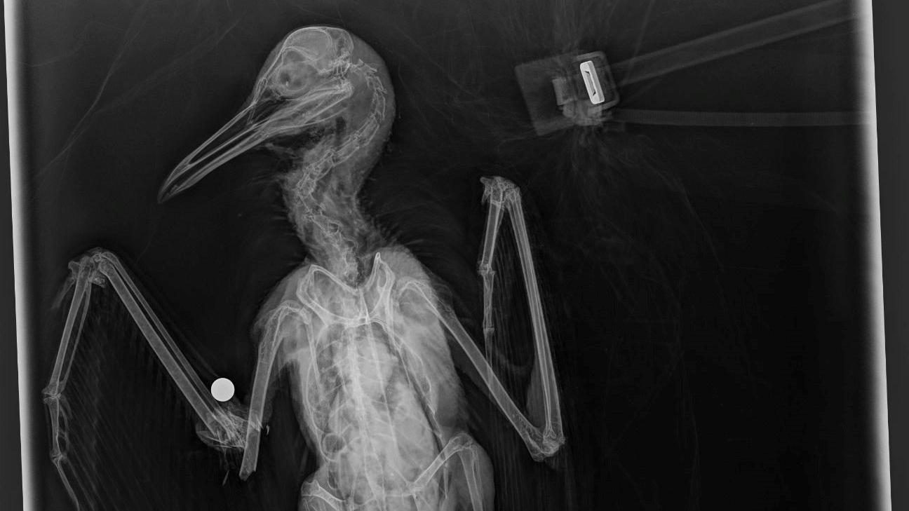 RSPCA appeal after Northfleet 'catapult attack' kills gull