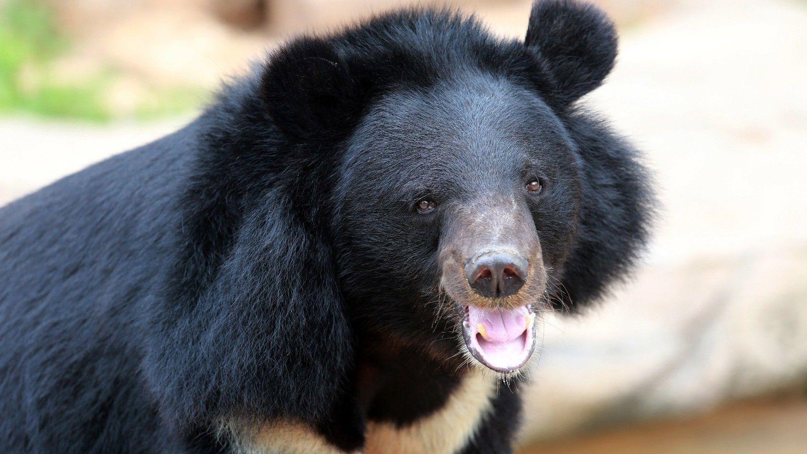 Endangered moon bears arrive at wildlife park in Tenby