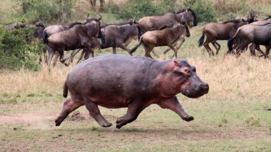 Flamingo Land: Hippos can run so fast they 'fly through the air'
