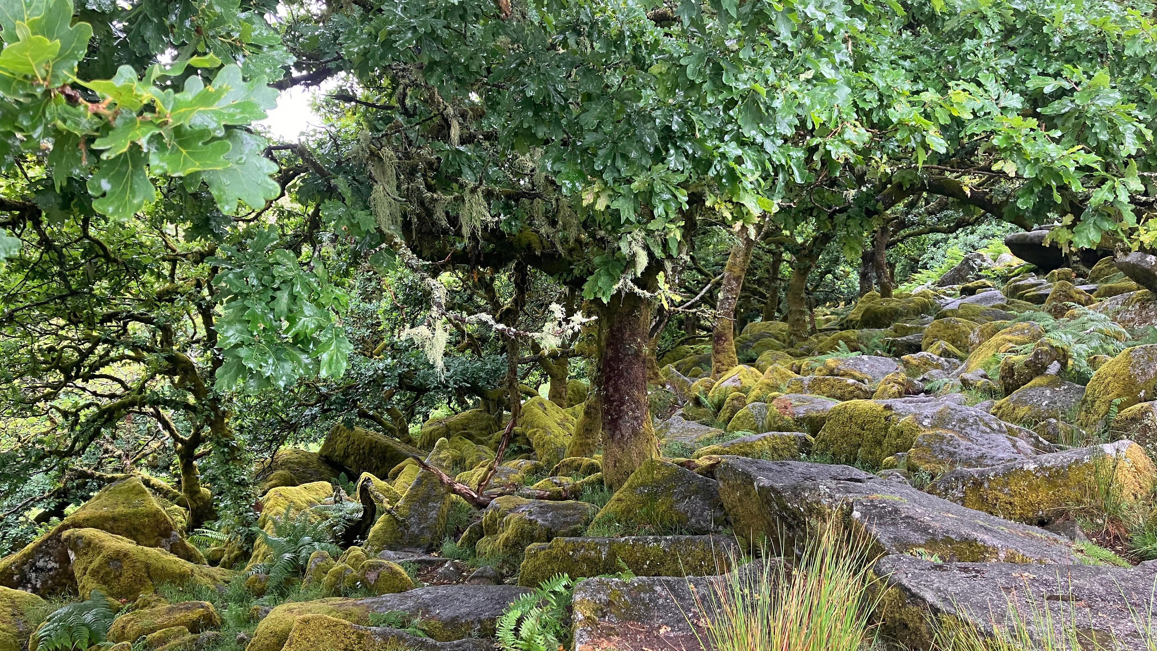 Work to begin on Dartmoor s Wistman s Wood expansion BBC News