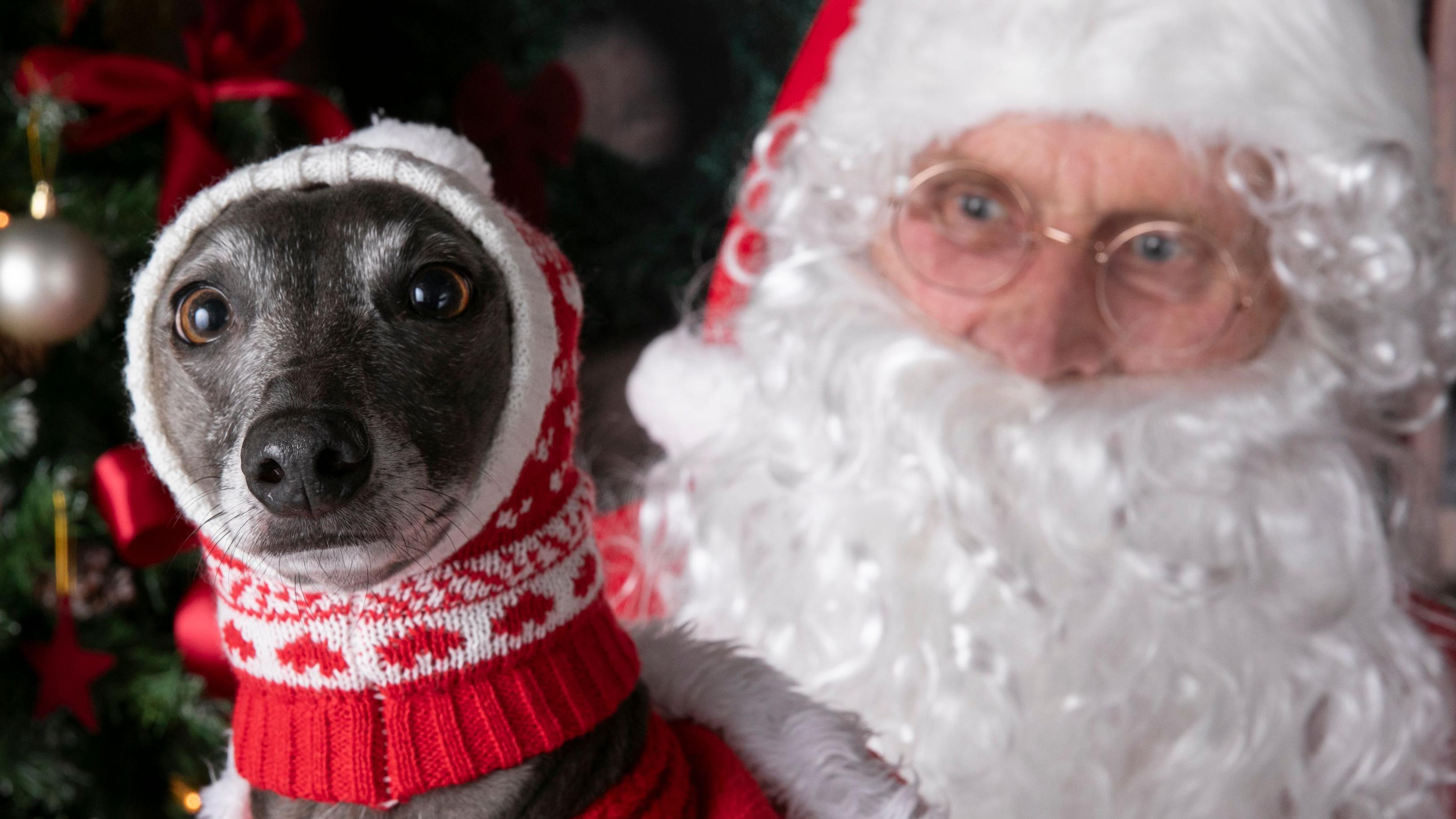 Bournemouth: Santa Claus event to help struggling dog owners