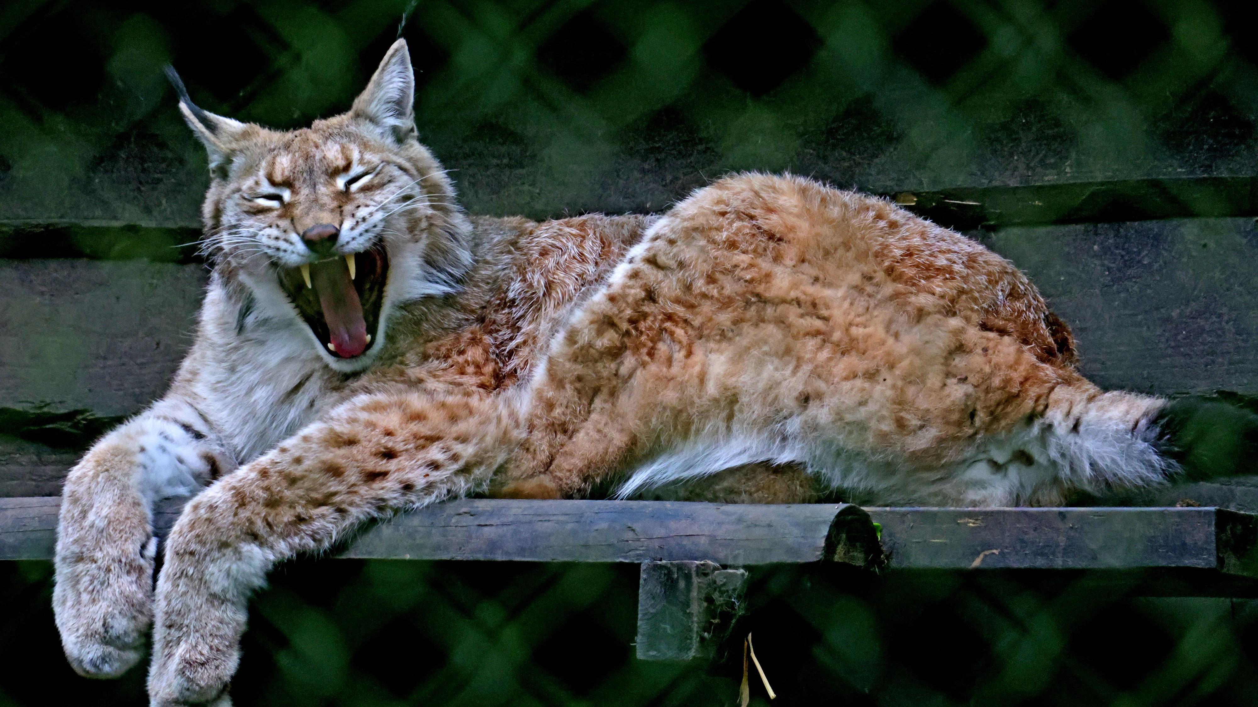 Wildwood Trust: 'New enclosure will support lynx breeding plans'